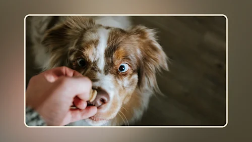 Hero Can Dogs Eat Pecan v2