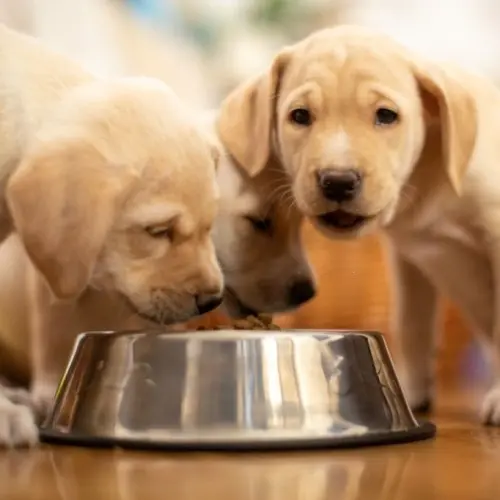 Puppies eating