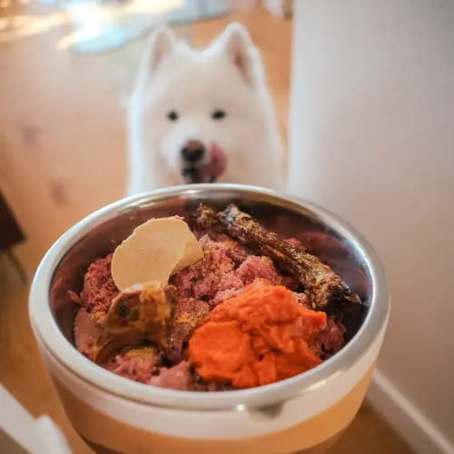 Samoyed