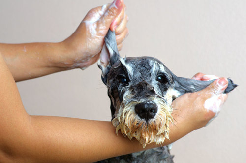 Cute dog receiving oatmeal bath for allergies