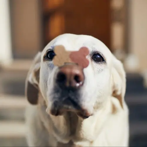 dog-with-treat-on-nose