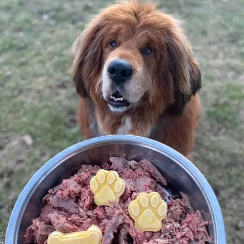 Raw Diet for Senior Dogs