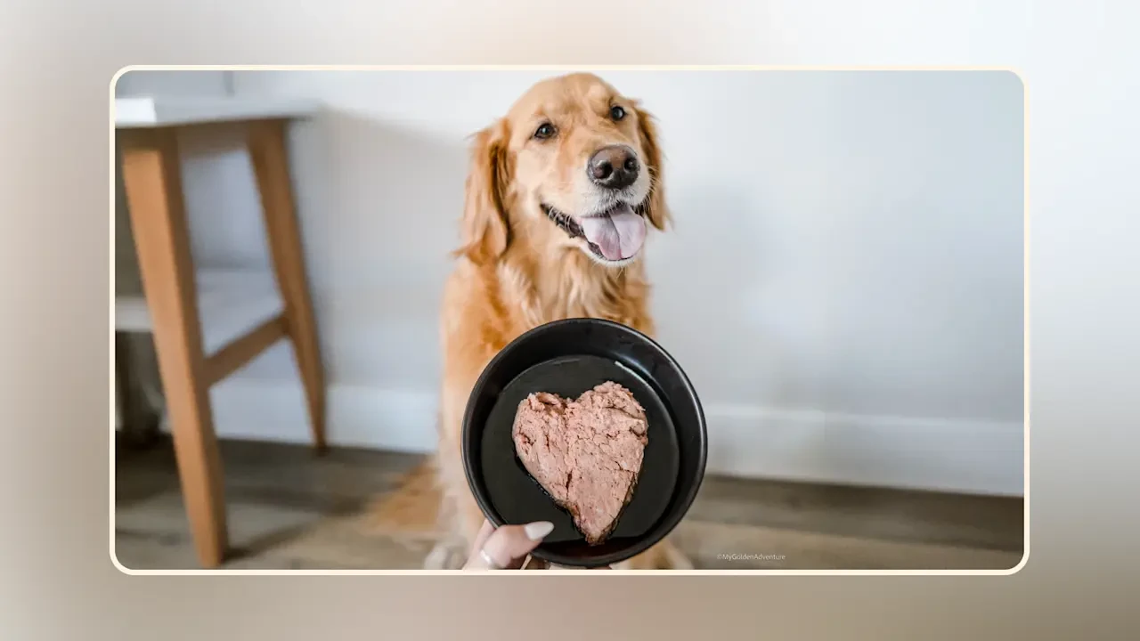 Hero Is raw food good for dogs v1