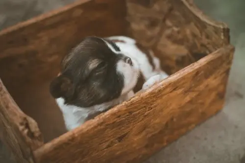 Small black and white puppy