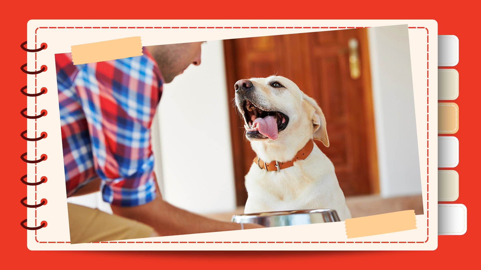 What To Do If Your Dog Has Digestive Upset
