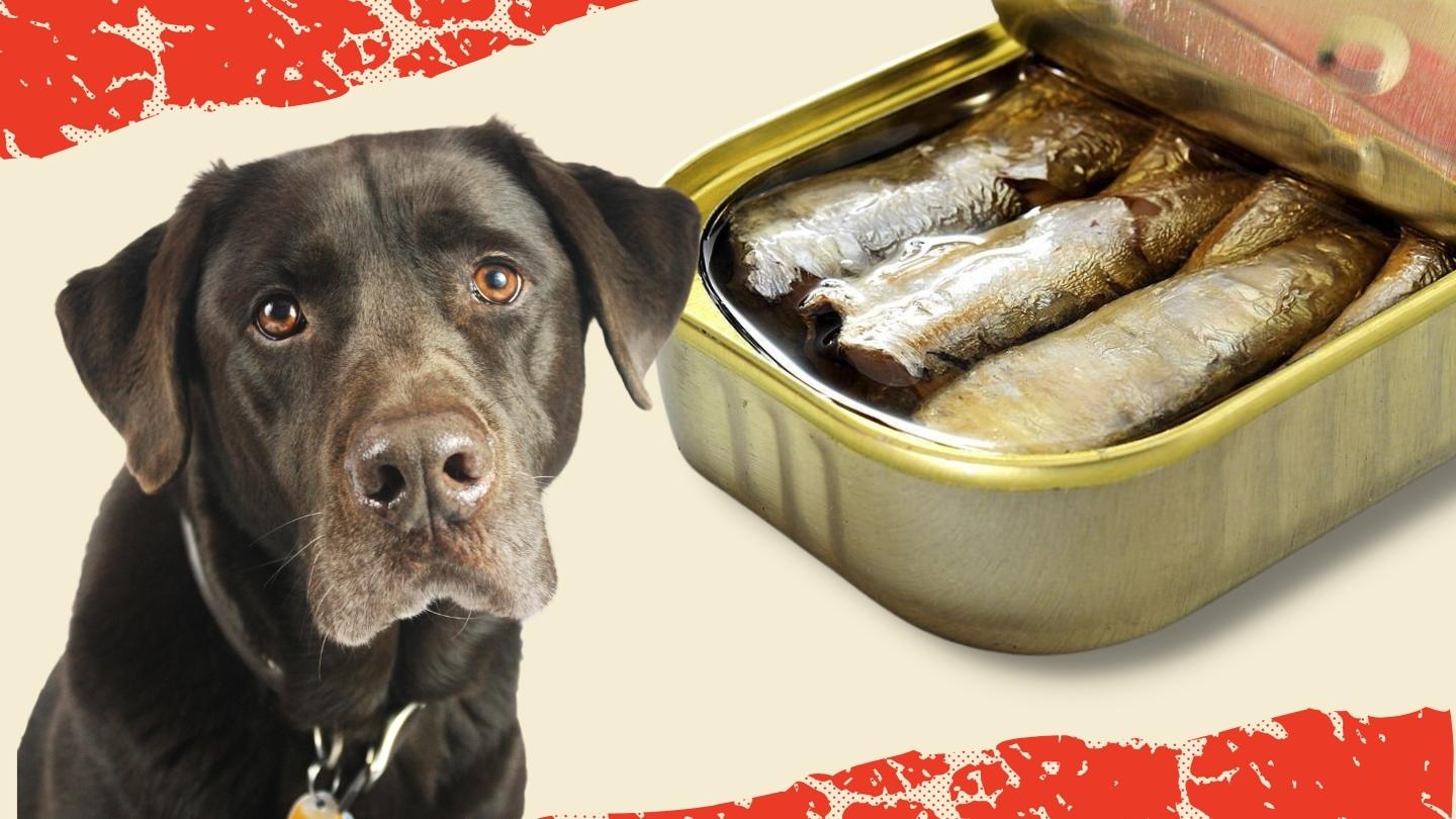 Anchovy dog outlet food