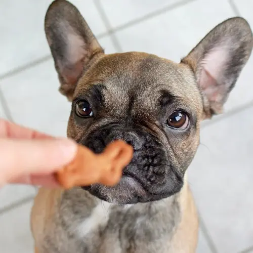 french-bulldog-puppy-with-bunny-treat