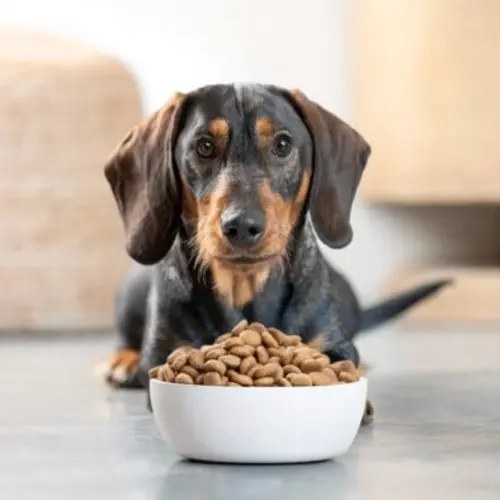 Dog behind a bowl of kibble