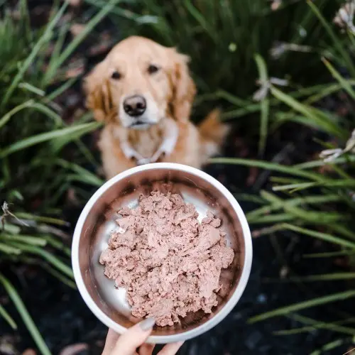 Raw Food For Small Dogs