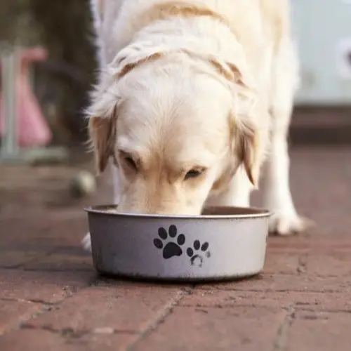 labrador-eating-dog-bowl