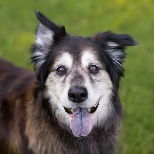 Senior Dog