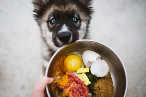 Dog with Food Bowl