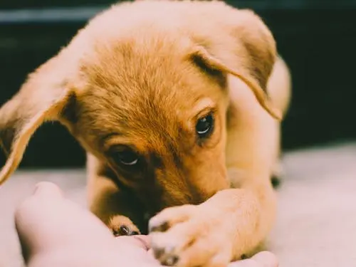 Brown puppy
