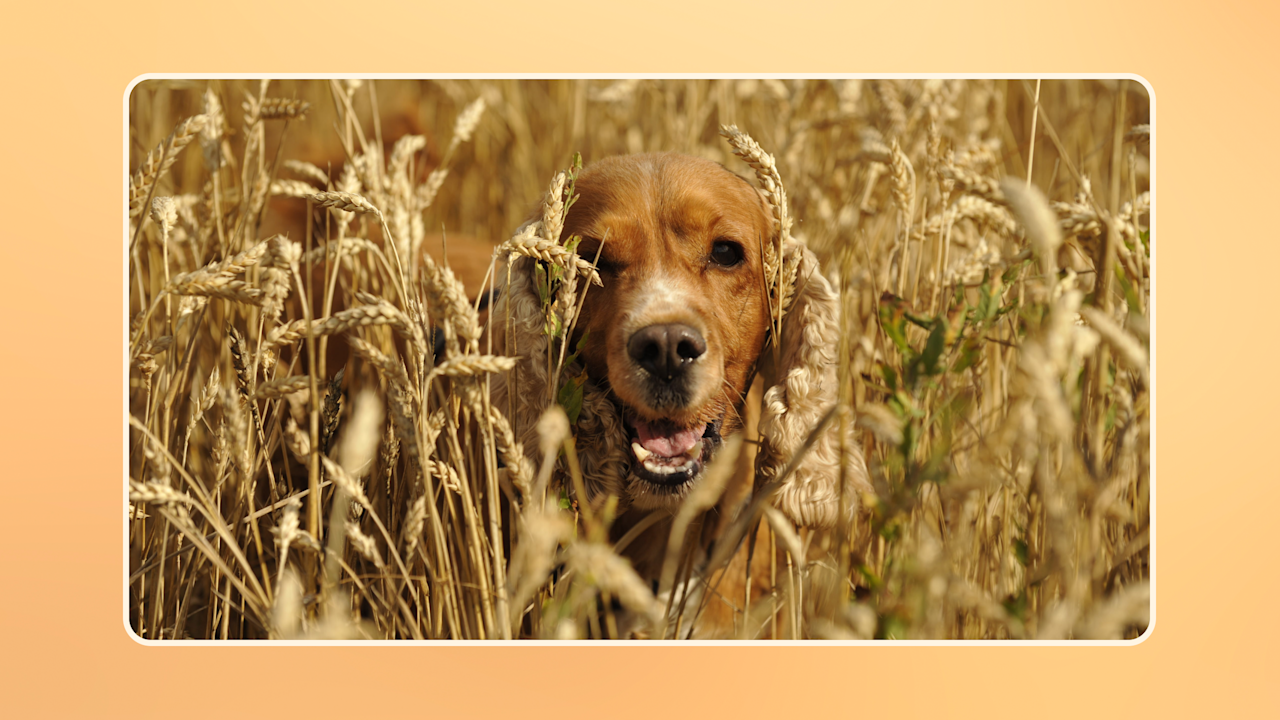Hero Best Grain Free Dog Food v1