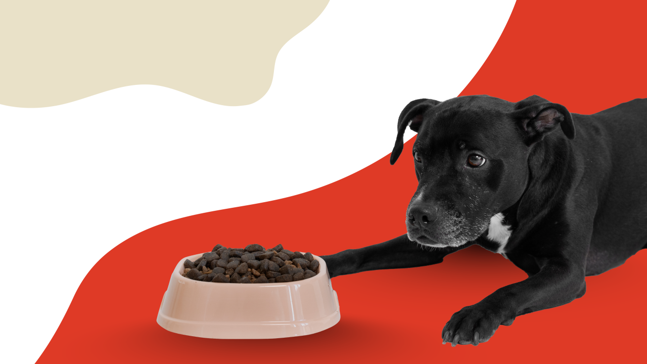 Dog Picky Eater Tips: Best Foods and Feeding Strategies