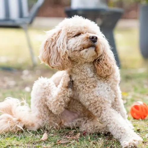 Dog sitting on grass scratching it's back