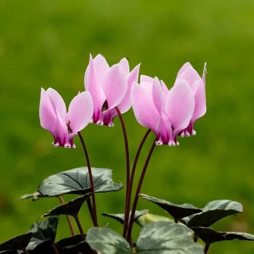 Cyclamen
