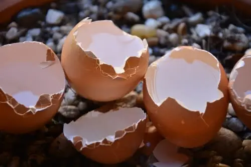 Eggshells