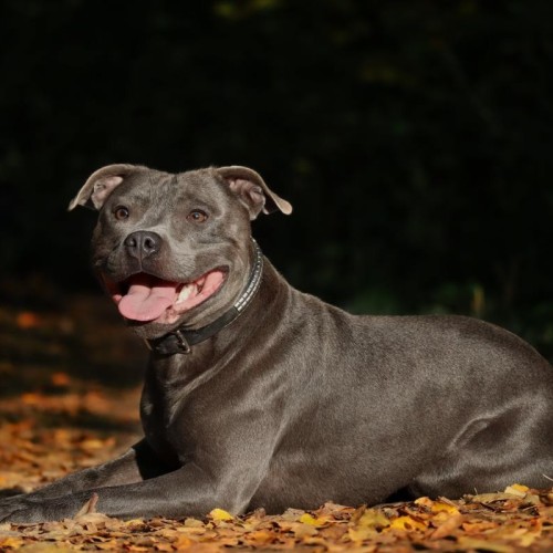 Staffordshire Bull Terrier