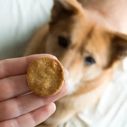 Chicken-Broth-Coins-Dog-Treats