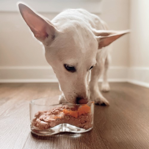 White Dog Eating From Heart-Shaped Bowl 4X5