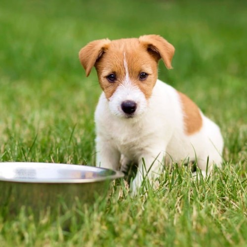 Puppy and Bowl