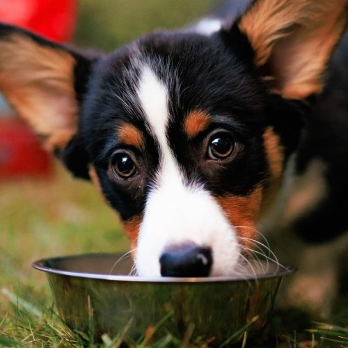 tri-corgi-puppy-eating