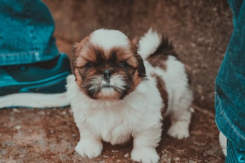 White and brown Shih Tzu puppy