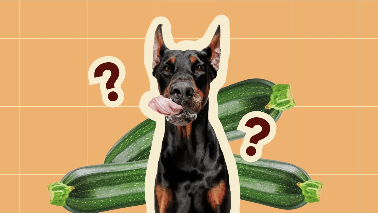 Can Dogs Have Zucchini 1280x720