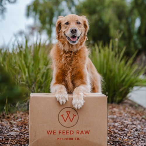 Golden retriever dog