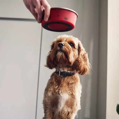 Best Dog Food Delivery Service