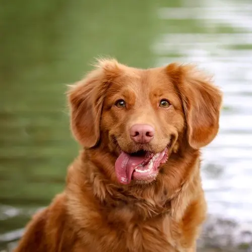 HAPPY DOG