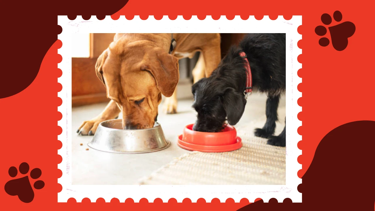 How to Choose the Healthiest Dog Food