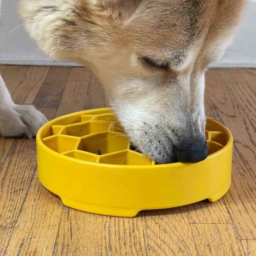 Dog eating on slow feeder