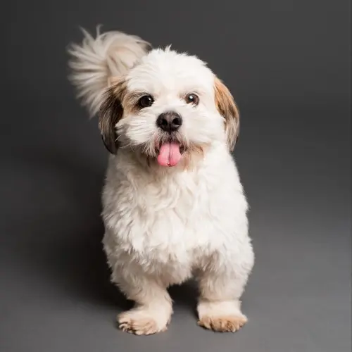 Healthy Dog