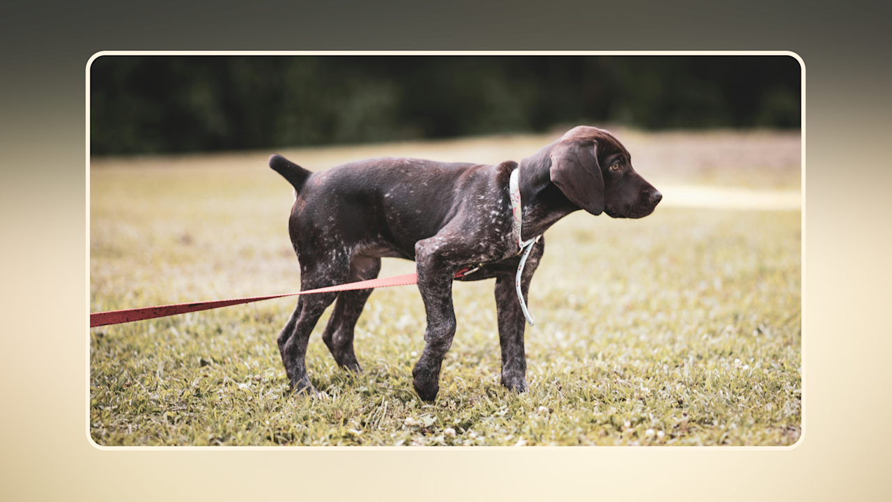 Hero Train Your Puppy for Leash Walks v6