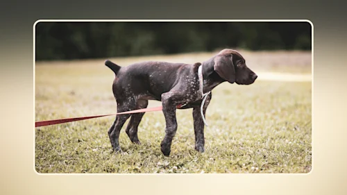 Hero Train Your Puppy for Leash Walks v6