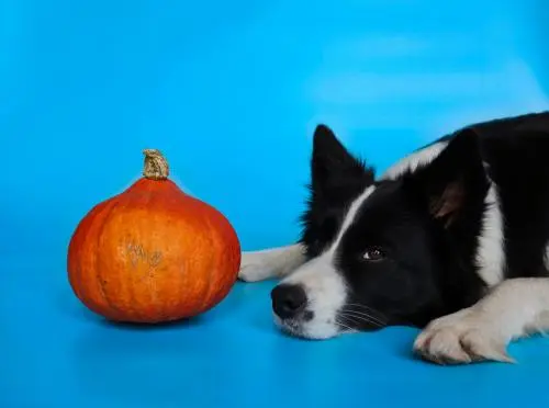 Border Collie with pumpkin