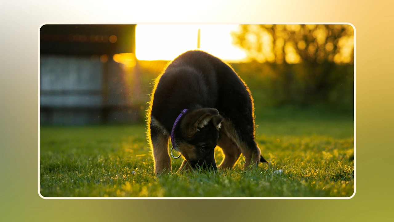 How to Stop a Dog From Eating Poop v2
