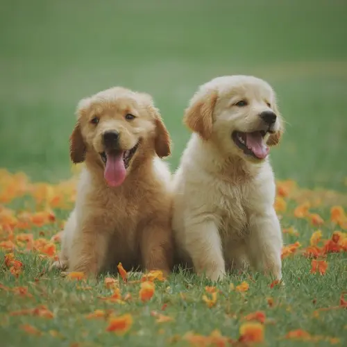 Golden Retriever Puppy