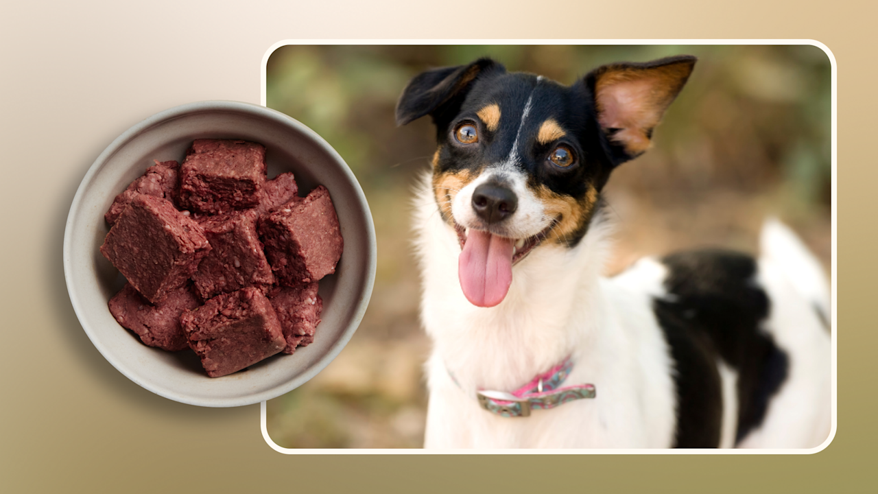Hero How Many Cups of Food for a Puppy Expert Feeding Guide v1