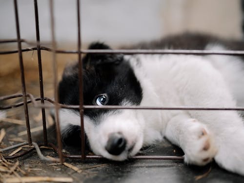 Border Collie puppy in pen