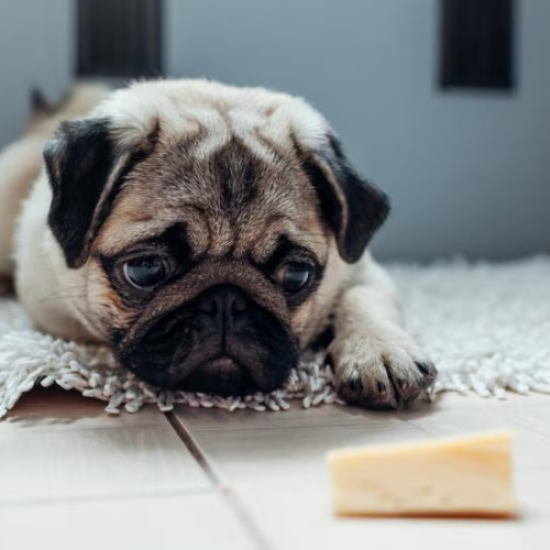 Pug and cheese