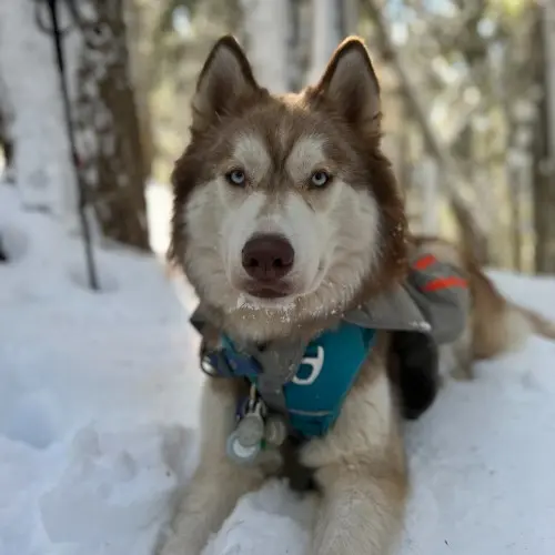 Husky
