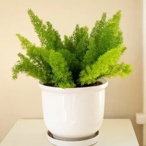 Asparagus Fern