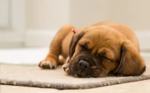 Tiny sleeping puppy