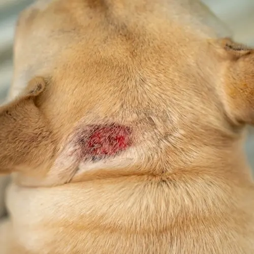 hot-spots-on-dog