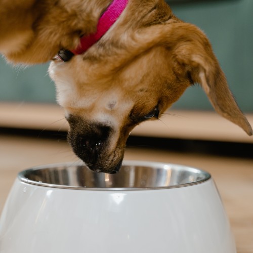 Dog Looking at an empty food bowl