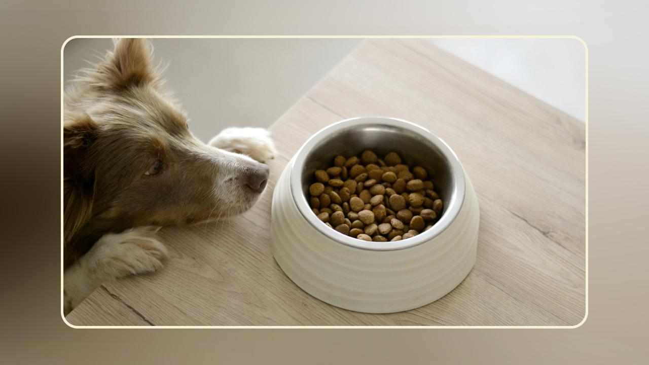 alton farm and home dog food nutrisource NutriSource Grain Free Large Breed Puppy Recipe Dry Dog Food - Newport, MI  - Flat Rock, MI - Monroe, MI - Lambertville, MI main image 0