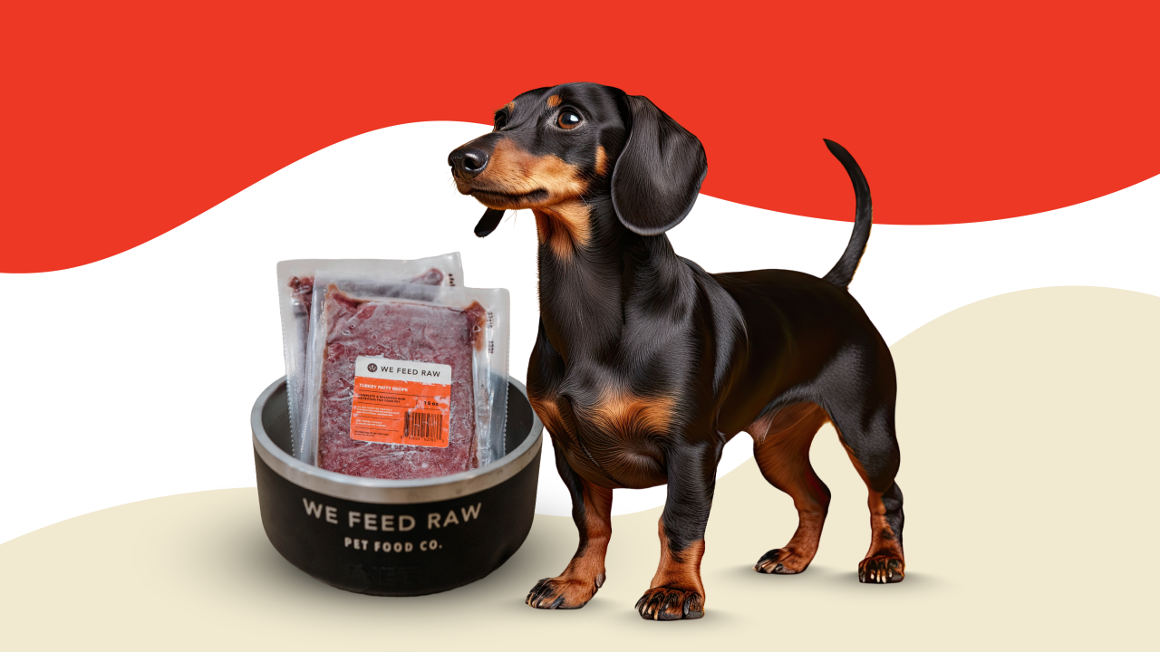 Dachshund puppy diet best sale